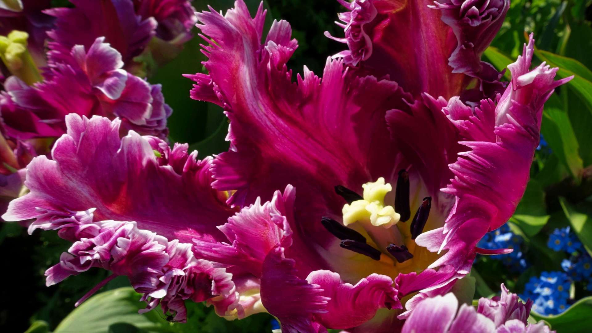 Insel Mainau - Thema Tulpenblüte